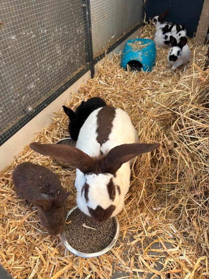 Papillons de race pure, Animaux & Accessoires, Lapins