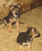 Duitse herder pups, Dieren en Toebehoren, CDV (hondenziekte), Meerdere, 8 tot 15 weken, Meerdere dieren