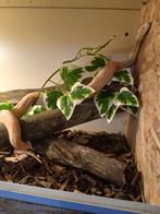 Bci sunglow rtl het anary nk25, Dieren en Toebehoren, Reptielen en Amfibieën, Slang, 0 tot 2 jaar