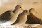 Colombes diamants, Animaux & Accessoires, Oiseaux | Pigeons, Autres espèces