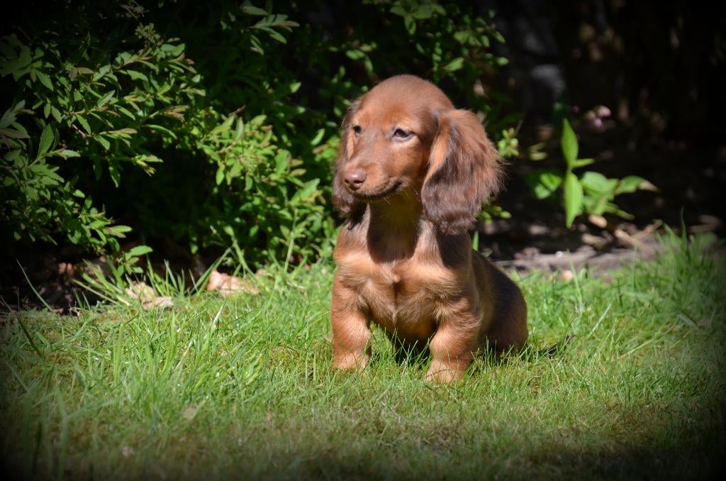 Langharige Teckel pups, Parvo, België, Reu, 8 tot 15 weken