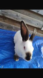 Voedsters, Dieren en Toebehoren