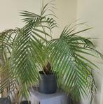 Palmier, Enlèvement, Palmier, En pot