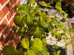 Te koop: Frambozenplanten 5 planten voor €30, Ophalen of Verzenden