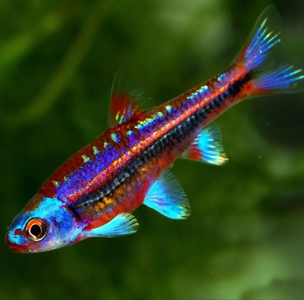 Notropis chrosomus aquarium ou bassin