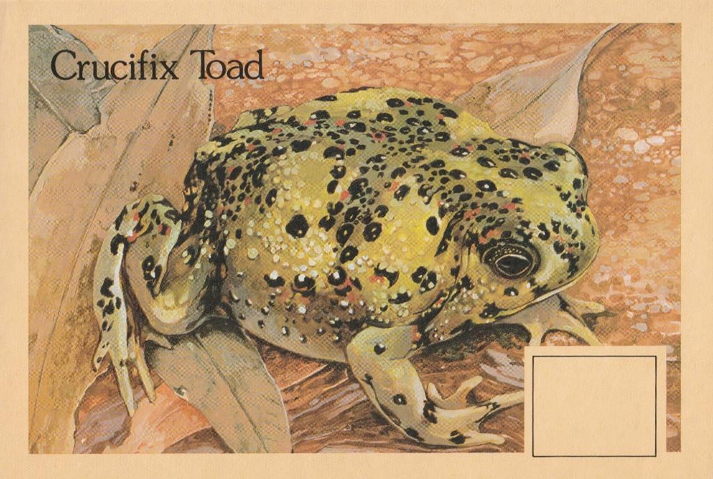 KRUISPAD, Collections, Cartes postales | Animaux, Envoi, Non affranchie, Autres