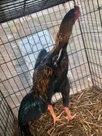 Shamo haan, Dieren en Toebehoren, Kip