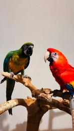 Koppel Ara’s, Dieren en Toebehoren, Meerdere dieren, Papegaai, Pratend