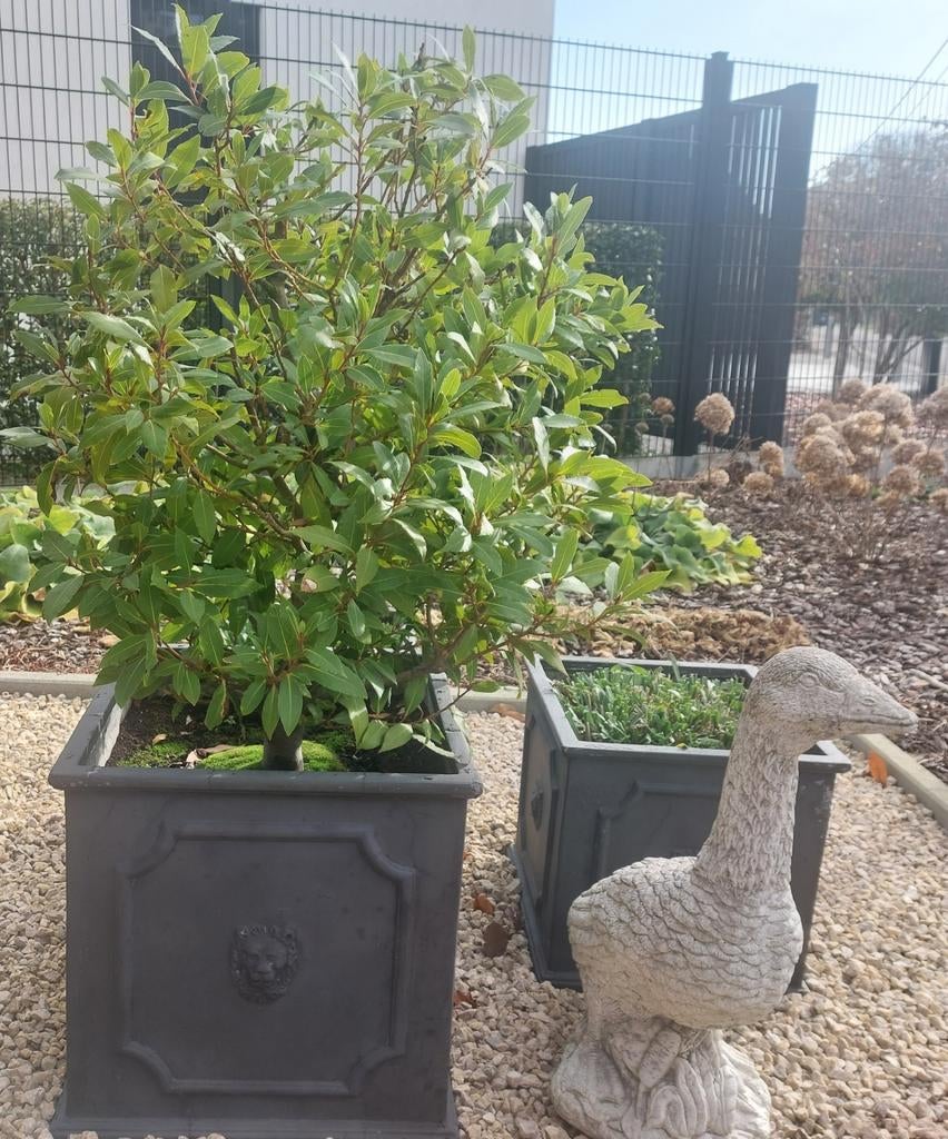 Laurier Groenblijvend siergras, Tuin en Terras, Ophalen