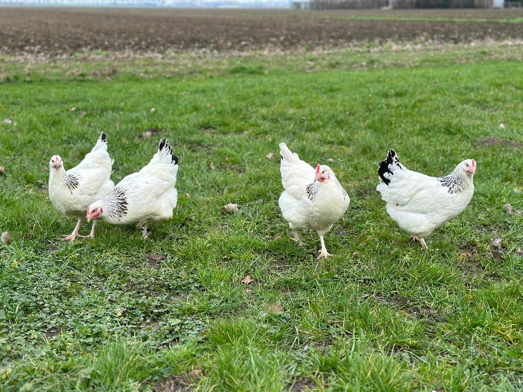 Jonge tamme Sussex kippen gesekst & ingeënt, Animaux & Accessoires, Volatiles, Femelle, Poule ou poulet