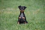 Chiots Pinscher nain à vendre - Belges, Autres races, Plusieurs, Hépatite contagieuse (maladie de Rubarth), Belgique