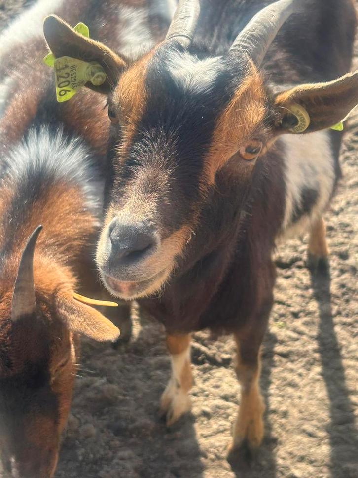 Dwerggeit mieke, Dieren en Toebehoren, Schapen, Geiten en Varkens