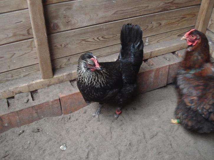 groenlegger (zwart zilverhals), Dieren en Toebehoren, Pluimvee, Kip, Vrouwelijk