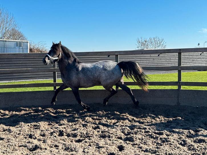 Lieve 4 jarige d pony merrie, Dieren en Toebehoren, Pony's, Merrie, Onbeleerd