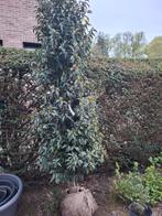 Portugese  Laurier, Tuin en Terras, Ophalen of Verzenden