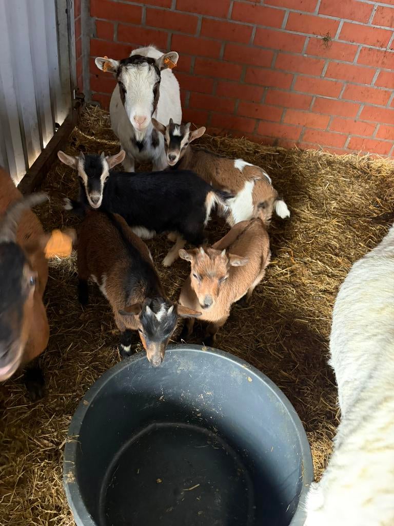 Geitjes, Dieren en Toebehoren, Schapen, Geiten en Varkens, Vrouwelijk, Geit, 0 tot 2 jaar