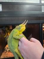 Prachtige Chamaeleo jacksonii xantelophis mannen te koop, Dieren en Toebehoren, Reptielen en Amfibieën, Amfibie