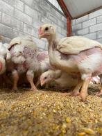 Vleeskippen, Dieren en Toebehoren, Meerdere dieren, Kip