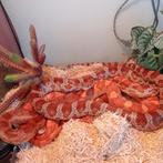 3 korenslangen met terrarium en toebehoren, Serpent, Avec terrarium, 0 à 2 ans