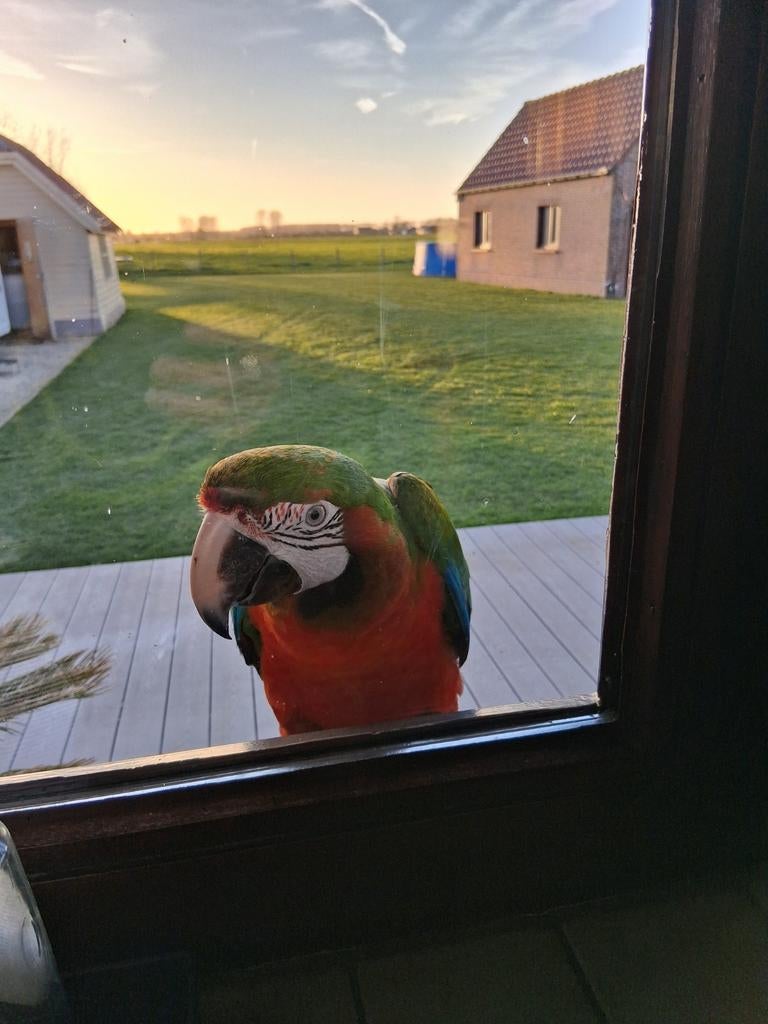 Zeer tam koppel ara's freeflight 2024, Tam