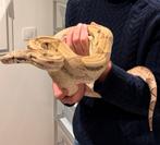 Femelle Boa imperator Ghost arabesque 66% het kahl, Animaux & Accessoires, Autres accessoires pour animaux, Enlèvement ou Envoi