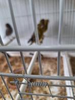 Mooie gezonde kanarie mannen