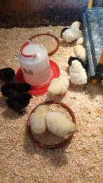 Verschillende soorten kuikens, Sexe inconnu, Poule ou poulet