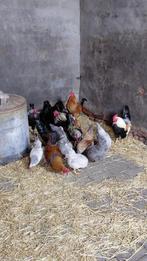 Kriel kippen, Dieren en Toebehoren, Pluimvee