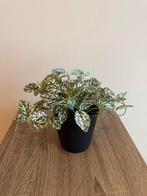 Plante artificielle, Maison & Meubles, Accessoires pour la Maison | Plantes & Fleurs artificielles, Enlèvement ou Envoi, Neuf