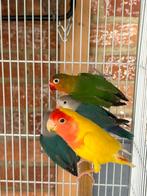 Dwergpapegaaien, Tam