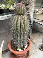 Carnegiea Gigantea (Reuzencactus), Jardin & Terrasse, Plantes | Jardin, Enlèvement, Plante fixe, Autres espèces, Plein soleil