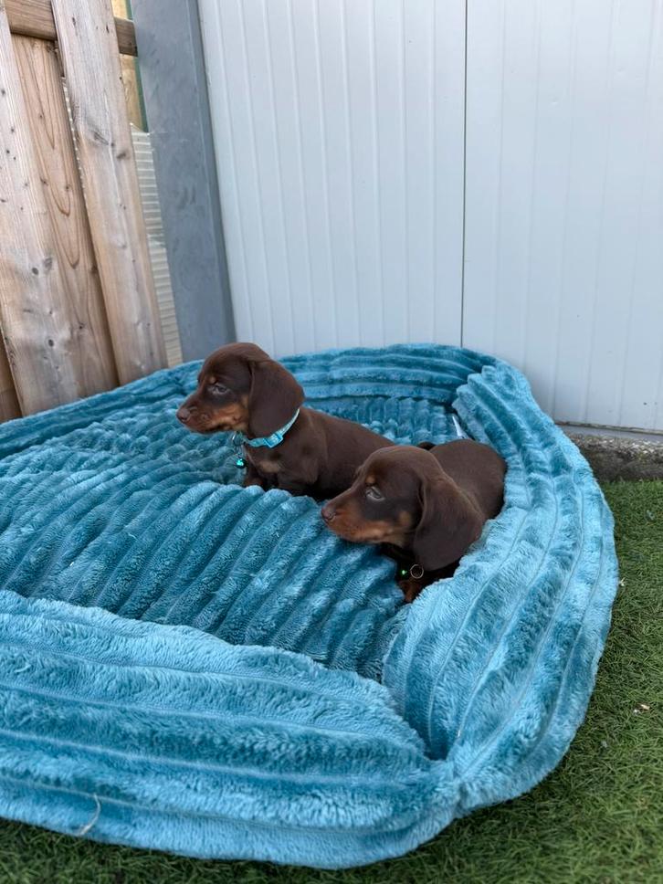 Prachtige kortharige dwergteckel pups, Animaux & Accessoires, Chiens | Teckels & Bassets, Chien (mâle), Poils courts, Nain, Éleveur | Professionnel