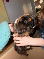Langharige cavia te koop, Dieren en Toebehoren, Knaagdieren, Cavia, Augustus, Mannelijk, Tam
