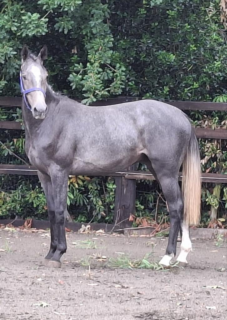 Prachtig 2,5 jarig damespaard, Dieren en Toebehoren, Paarden, Met stamboom, Ruin, Dressuurpaard, 3 tot 6 jaar