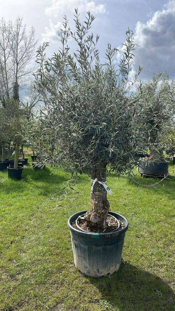‼️olijfbomen met dikke oude stam aan promoprijzen ‼️, Jardin & Terrasse, Plantes | Arbres, Enlèvement
