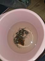 Clownpleco gratis zo snel mogelijk, Diversen, Levensmiddelen, Ophalen