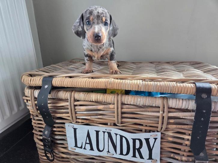 Volwassen dwergteckeltje en superschattig pupje, Animaux & Accessoires, Chiens | Teckels & Bassets, Plusieurs animaux, Poils courts