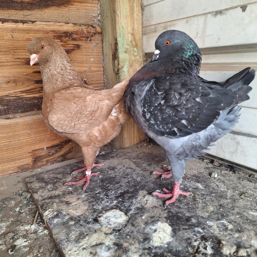 Koppel kingduiven, Dieren en Toebehoren, Vogels | Duiven