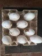 Broedeieren Toulouse buff gans, Enlèvement