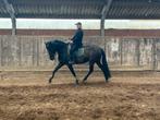 Zwarte merrie 8jaar, Animaux & Accessoires, Chevaux, Vermifugé, 160 à 165 cm, Cheval de récréation, Jument