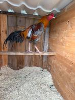 Shamo  deze Brasil 2,7 kilo 11 mnd 100 euro