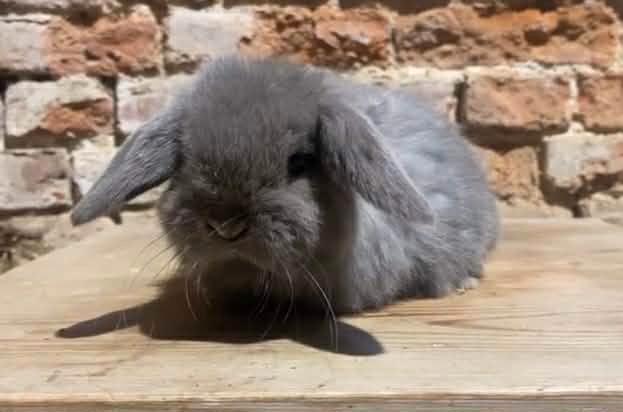 Minilop nestje, Dieren en Toebehoren, Konijnen, Dwerg, Meerdere dieren, 0 tot 2 jaar, Hangoor