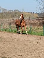 Arabir ruin, Dieren en Toebehoren, Ruin