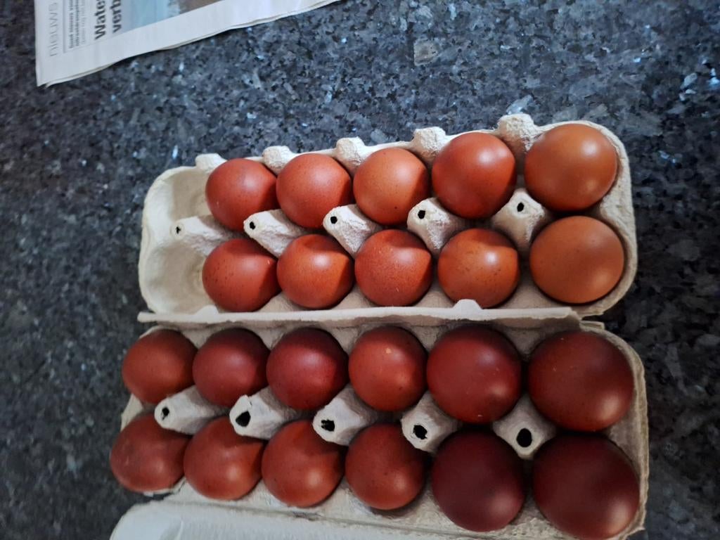 Broedeieren van marans tarwe