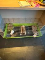 3 mannetjes cavias, 2 binnenkooien, Dieren en Toebehoren, Ophalen, Zo goed als nieuw, Cavia