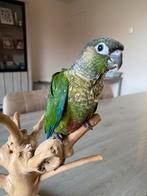 Conure Pyrruras eam 2026, Mâle, Perroquet, Parleur