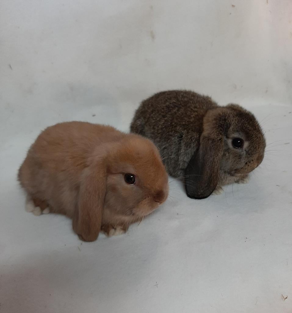 Dwerghangoortjes NHD minilop, Animaux & Accessoires, Lapins, Nain, Plusieurs animaux, 0 à 2 ans, Oreilles tombantes