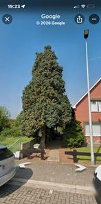 Brandhout coniferen bomen, Ophalen of Verzenden