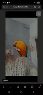 Jandaya eam, Animaux & Accessoires, Mâle, Perroquet nain ou Inséparable, Parleur