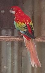 Rosella pop, Dieren en Toebehoren, Vrouwelijk, Parkiet, Geringd